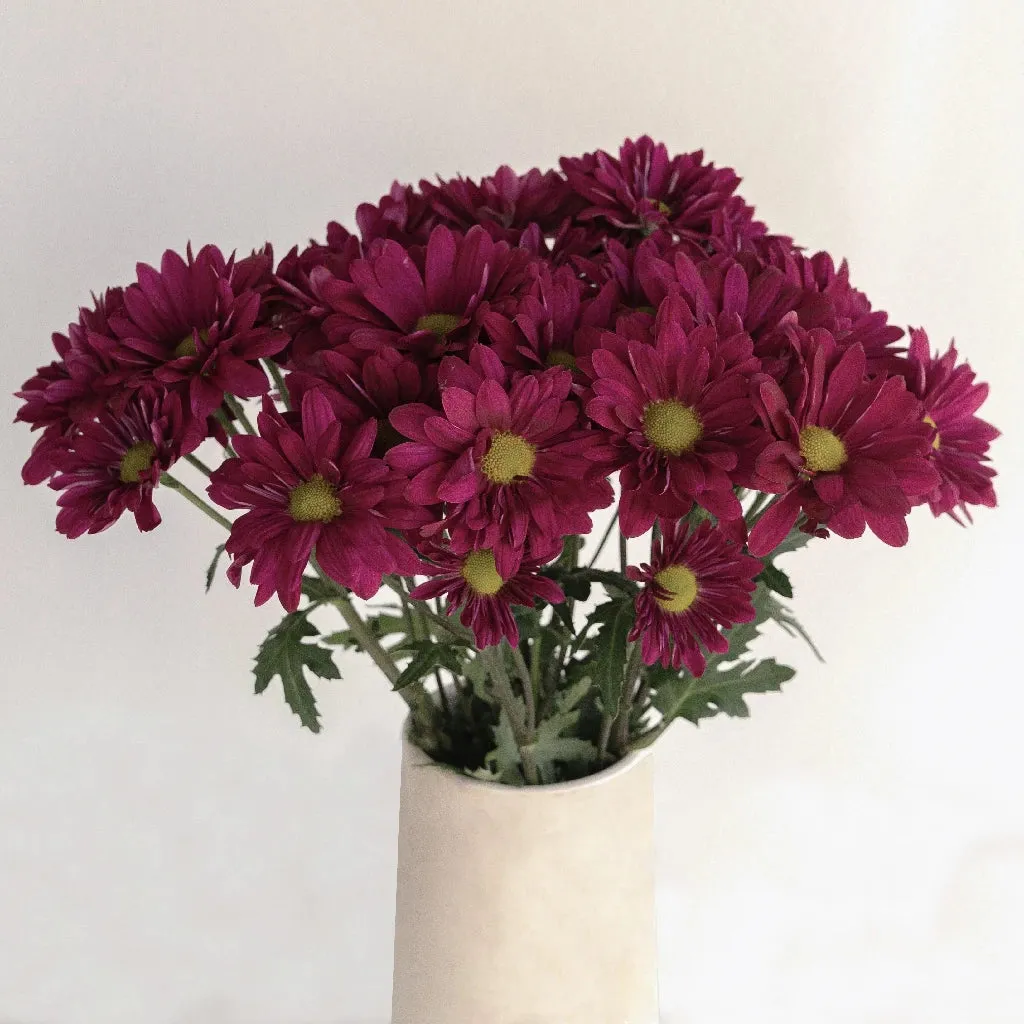 Royal Fuchsia Daisy Flower
