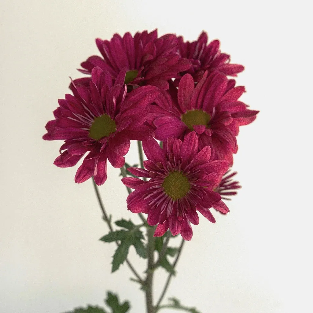 Royal Fuchsia Daisy Flower