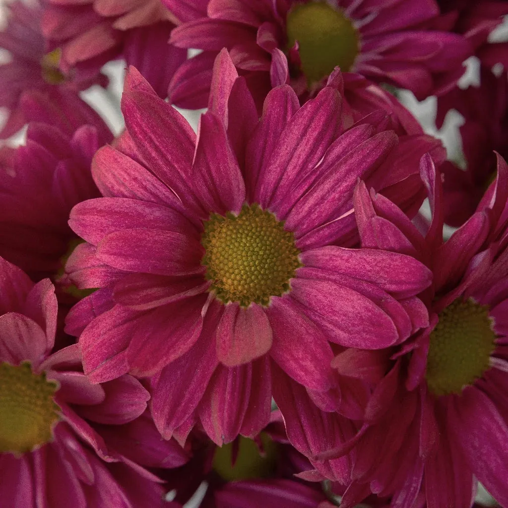Royal Fuchsia Daisy Flower